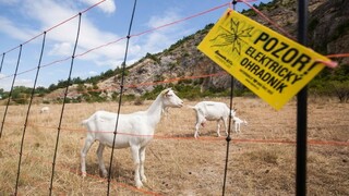 Vzácnosť prírody Devínskej Kobyly obnovujú prežúvavce aj chémia