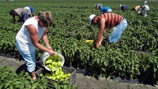 Agrosektoru chýbajú zamestnanci, úrodu nemá kto zbierať