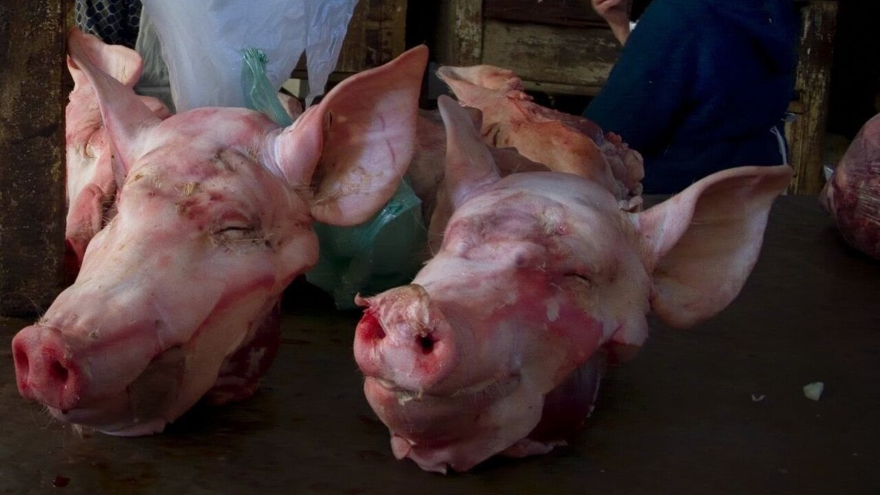 Migrantov na maďarských hraniciach majú odstrašiť prasacie hlavy