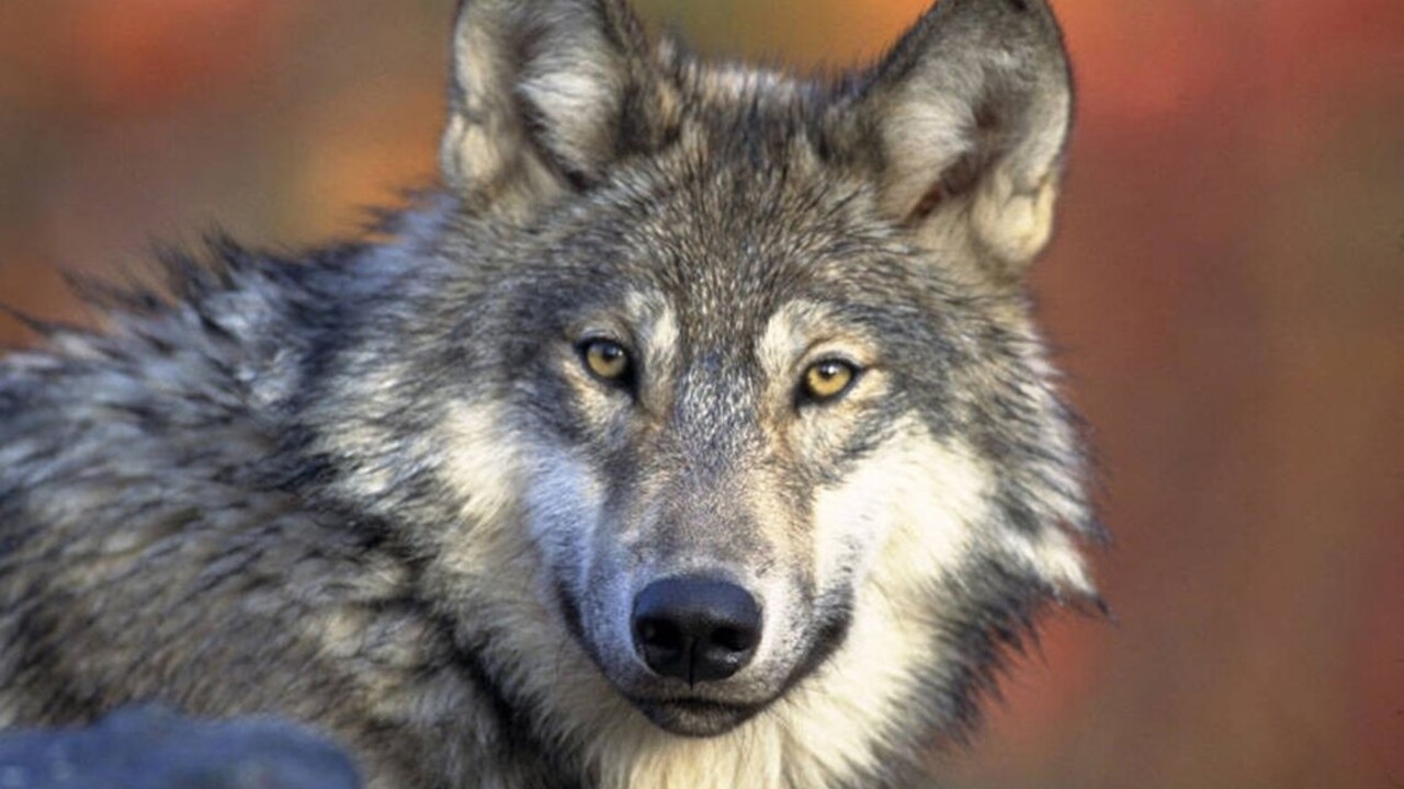 vlk šedý ilu 1140 px (SITA/AP)