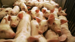 Bravčové mäso sa stane prepychom. Približne polovica českých chovateľov prasiat plánuje zatvoriť farmy