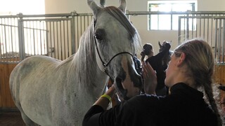 Týrané kone vrátili do zlých podmienok pre procesnú chybu