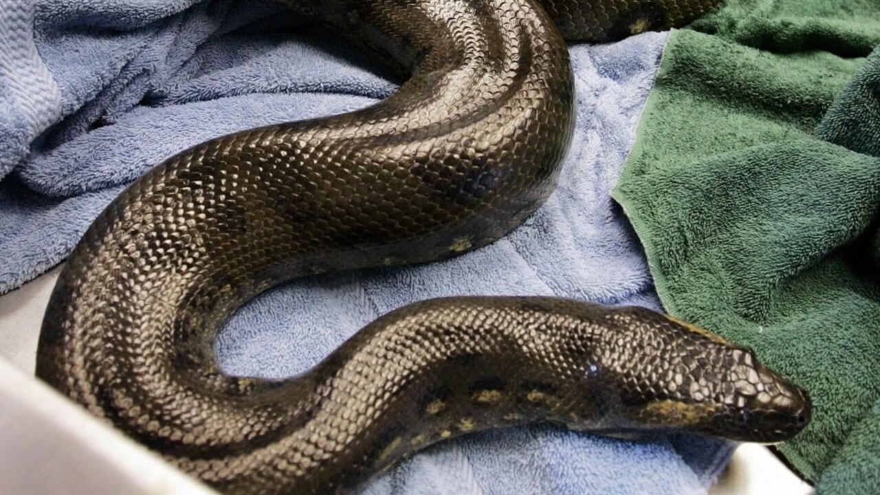 Nemci pátrajú po anakonde na úteku, zakázali kúpanie