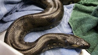 Nemci pátrajú po anakonde na úteku, zakázali kúpanie