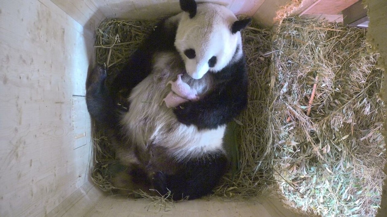Panda z atlantskej ZOO má dvojičky. Pomohlo umelé oplodnenie