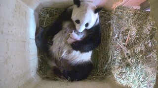 Panda z atlantskej ZOO má dvojičky. Pomohlo umelé oplodnenie