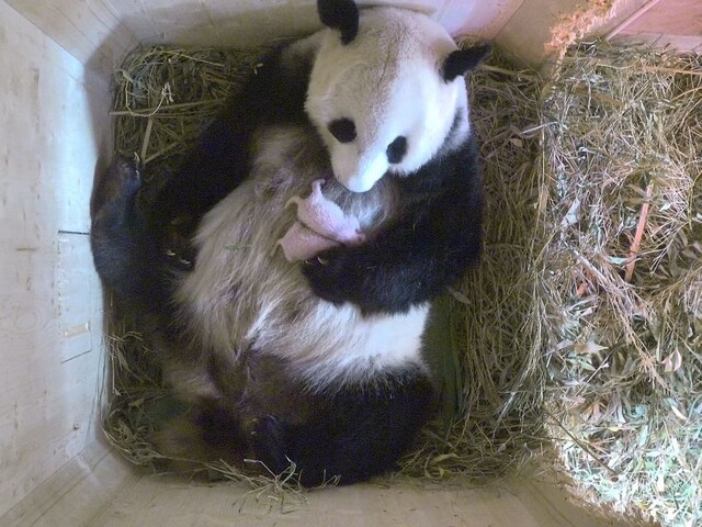 Panda z atlantskej ZOO má dvojičky. Pomohlo umelé oplodnenie