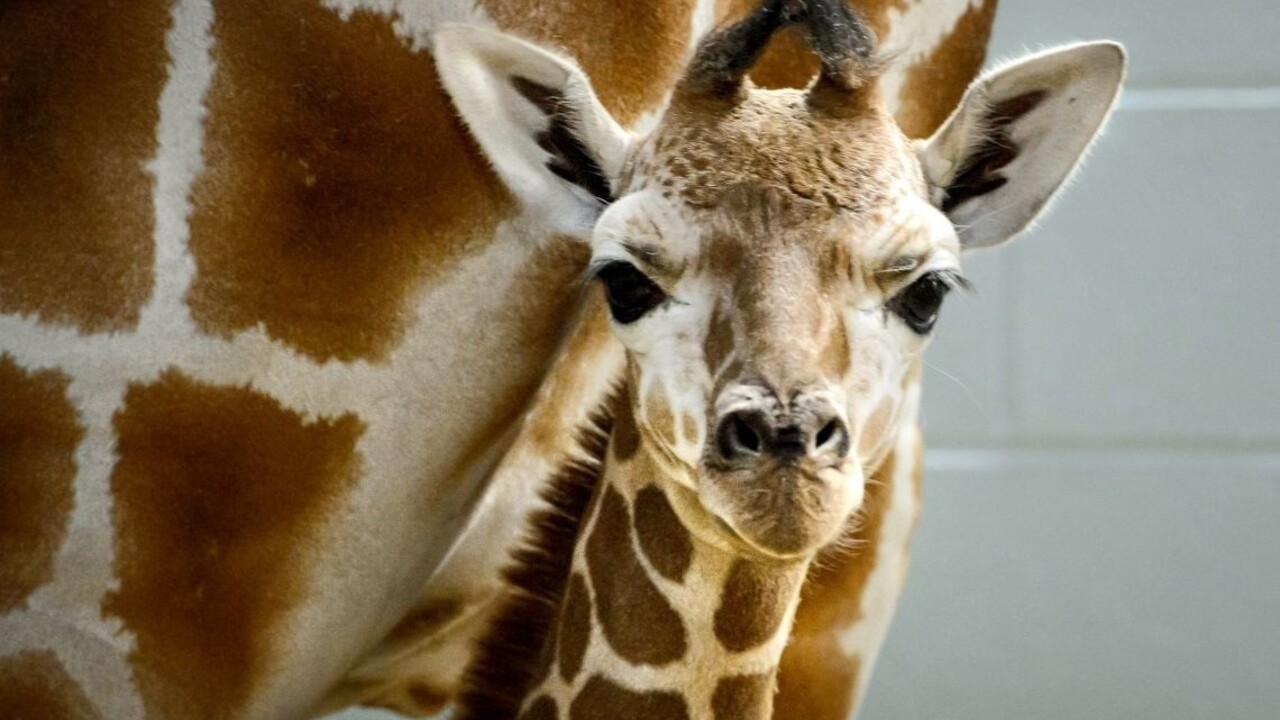 Vedci zistili, že existujú štyri druhy žirafy, a nie iba jeden