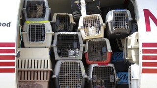 mačky psy zvieratá batožina letisko klietky cestovanie 1140px (SITA/AP)