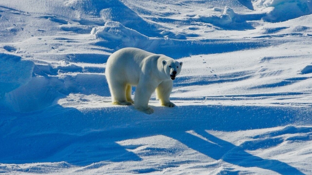 Ruských meteorológov obliehali medvede, boli obkľúčení štyri dni