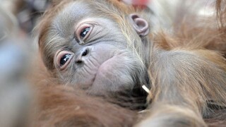 Malé orangutany majú svoju školu. Učia ich, ako sa o seba majú postarať