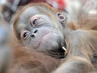 Malé orangutany majú svoju školu. Učia ich, ako sa o seba majú postarať