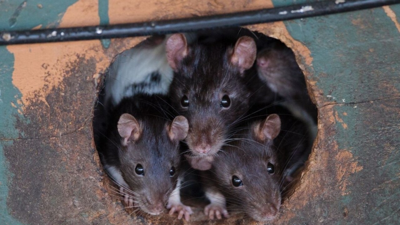 Ironická nobelovka ide do Egypta. Získal ju výskum potkanov v negližé