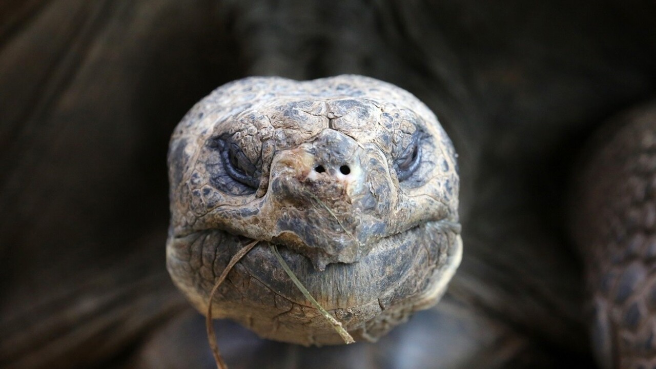 Nenásytná stará korytnačka zachránila svoj druh pred vyhynutím