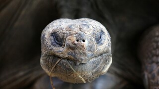 Nenásytná stará korytnačka zachránila svoj druh pred vyhynutím