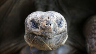 Korytnačky vzdorujú evolúcii, svoje starnutie dokážu spomaliť. Na výskume sa podieľala aj bojnická zoo