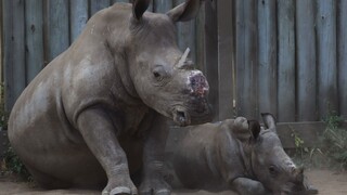 Obchod s rohmi nosorožca aj ubúdanie slonov rieši konferencia CITES