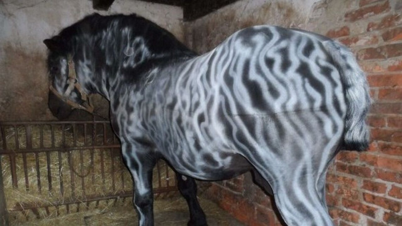 Koňa chcel presprejovať na zebru. Vandalovi hrozia tri roky