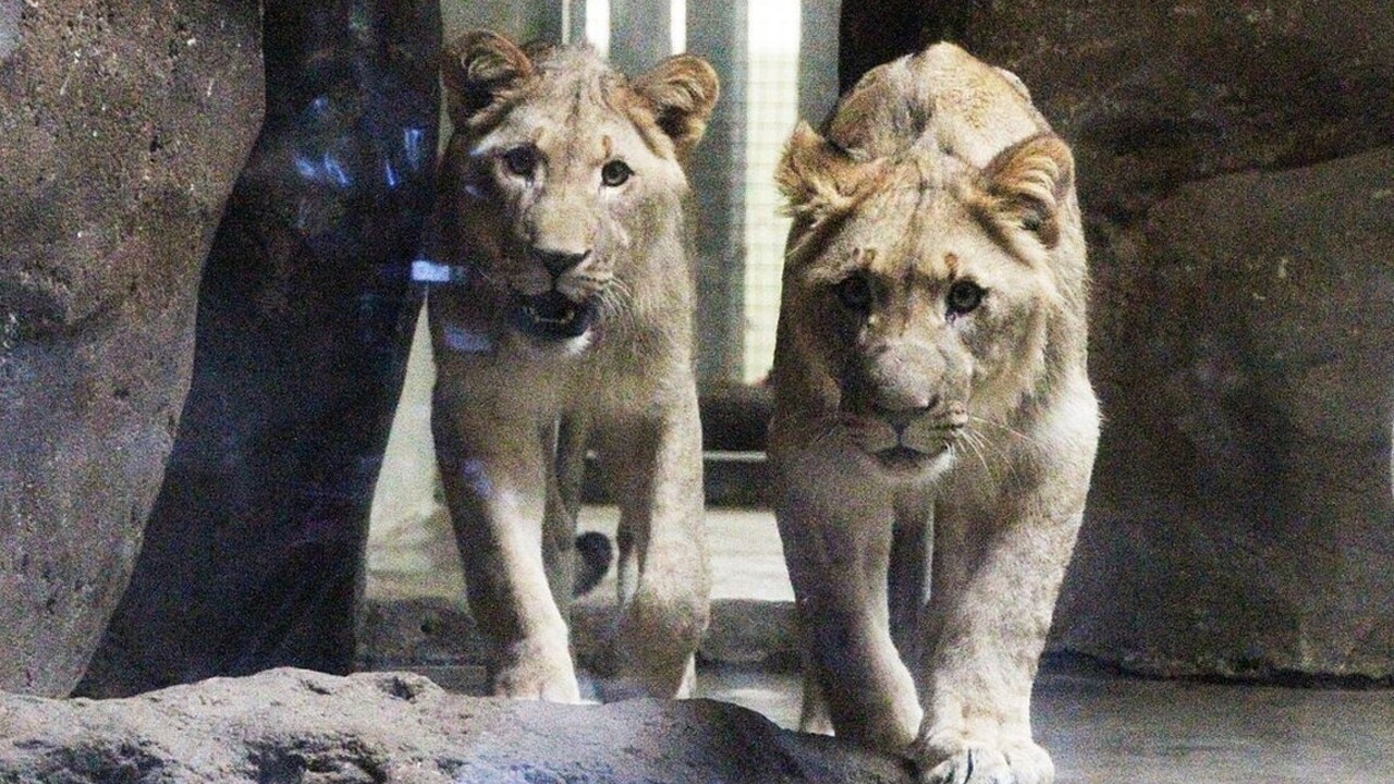 Útek levov zo zoo mal smutný koniec, jeden z nich neprežil