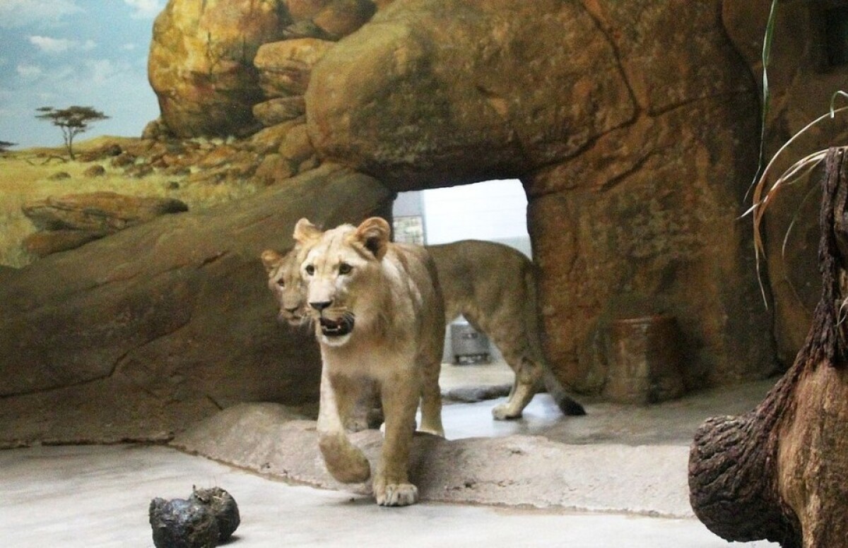 42-die-neuen-loewen-im-zoo-leipzig-zeigen-sich-c-zoo-leipzig_cbb4b210.jpg