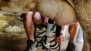 Českí poľnohospodári zrejme našli recept na nízke ceny mlieka