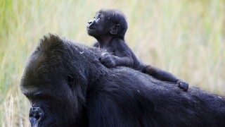 V americkej zoo sa najstaršej známej gorile sveta narodilo pravnúča