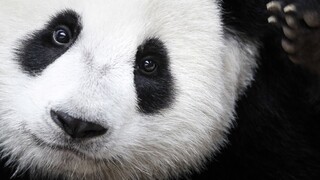 Zomrela najstaršia panda chovaná v zajatí, narodila sa v roku 1978