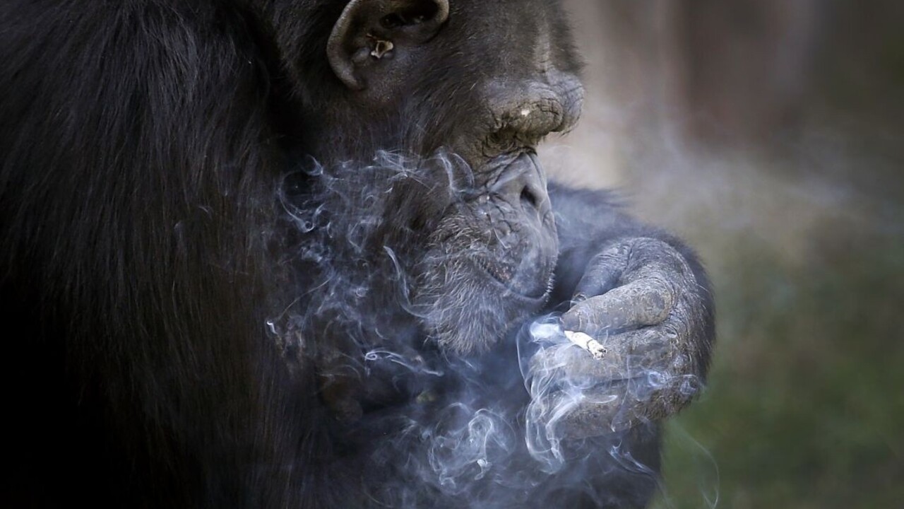 Severokórejská zoo láka návštevníkov dymiacou opicou i psom s počítadlom