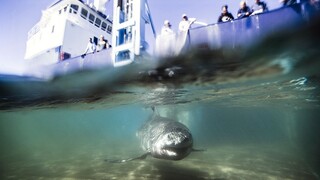 Nakrútili veľkého žraloka, ktorý vtrhol do klietky s potápačom