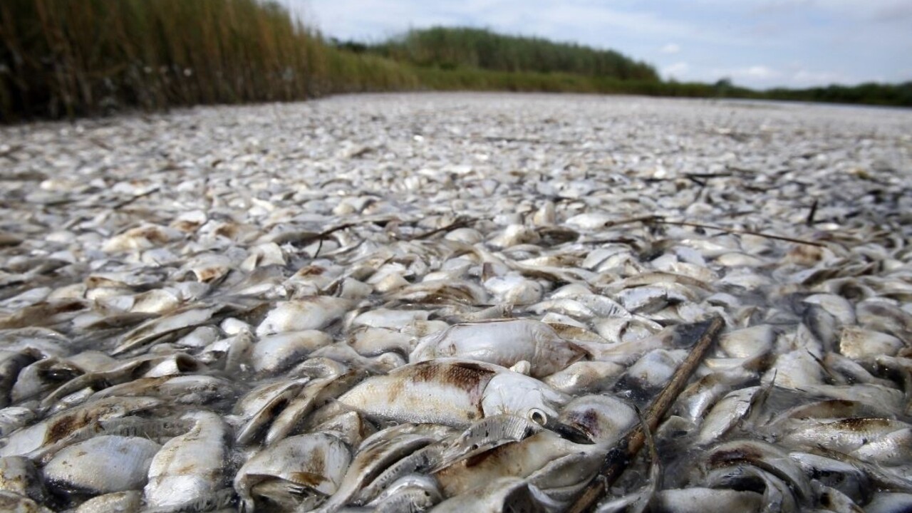 V rieke uhynuli desaťtisíce rýb, biológovia odhalili príčinu