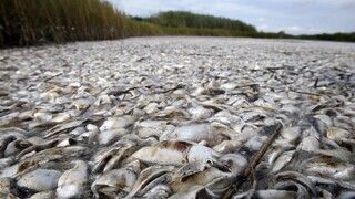 V rieke uhynuli desaťtisíce rýb, biológovia odhalili príčinu