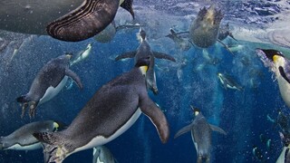 Pri Antarktíde vznikne najväčšia prírodná rezervácia na svete