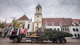 Na Hlavné námestie v Bratislave už osadia vianočný stromček