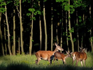 les vysoká jelenia zver stromy lúka príroda ilu 1140 px (SITA/Tomáš Somr)