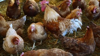 V Nemecku bojujú s vtáčou chrípkou, chovateľom uhynuli tisíce zvierat