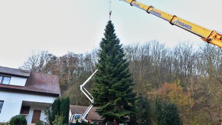 V Malých Karpatoch vyťali 22-metrový strom, skrášli vianočný Brusel