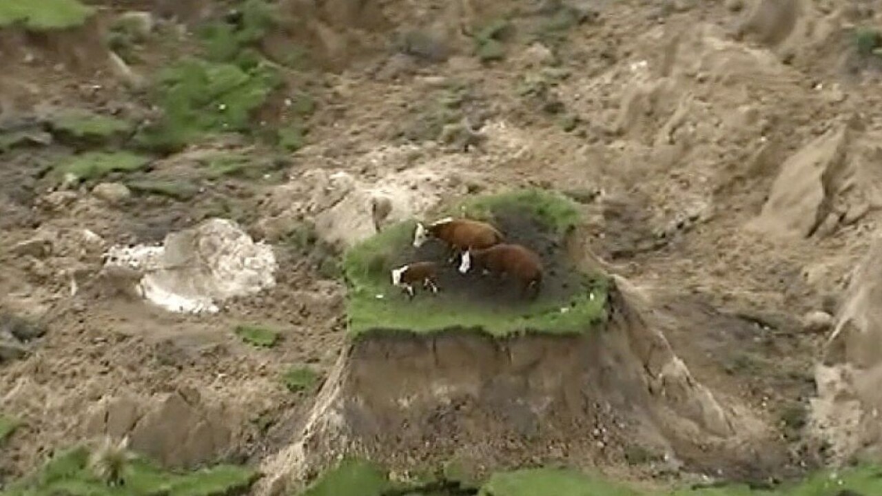 Pastvina sa prepadla. Kravy po zemetrasení uviazli na ostrovčeku