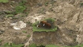Pastvina sa prepadla. Kravy po zemetrasení uviazli na ostrovčeku