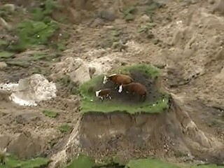 Pastvina sa prepadla. Kravy po zemetrasení uviazli na ostrovčeku