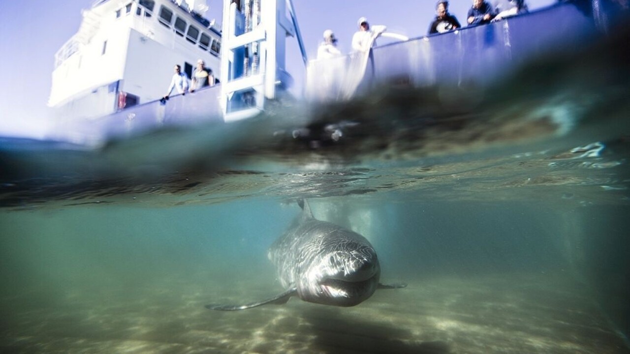 V Austrálii lákajú turistov na odvážne fotografie s veľkým žralokom