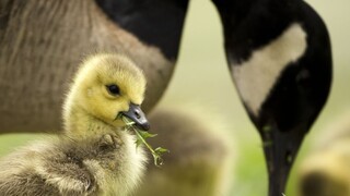 Nemeckí farmári utratia tisíce vtákov, zvieratá môžu byť nakazené