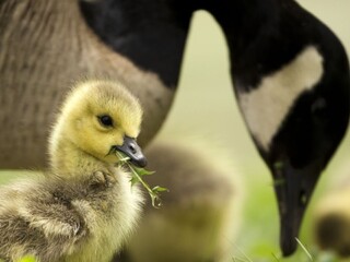 Nemeckí farmári utratia tisíce vtákov, zvieratá môžu byť nakazené