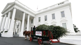 Posledné Vianoce v Bielom dome skrášli Obamovcom výstavná borovica