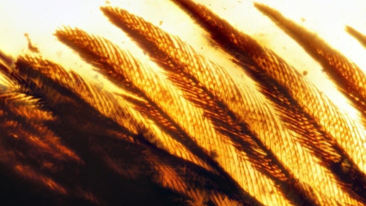 Nález ako z Jurského parku. Našli neporušenú časť dinosaura