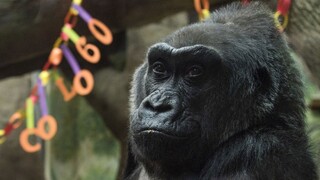 Najstaršia gorila v Spojených štátoch oslavuje jubileum