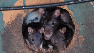 Najromantickejšie mesto sveta bojuje proti potkanom, postaví hliadky