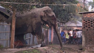 Na dedinu zaútočilo slonie stádo, hlásia zranených