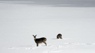 Desaťtisíce ľudí bez elektriny. USA zasiahla silná snehová búrka