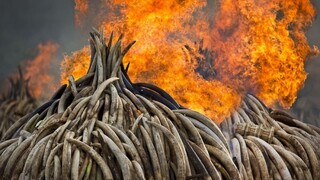 V Číne zakážu predaj slonoviny. Uzavrú tak najväčší svetový trh pytliakov