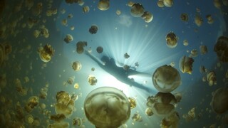 Najjedovatejšie medúzy na svete sa blížia k známym austrálskym plážam